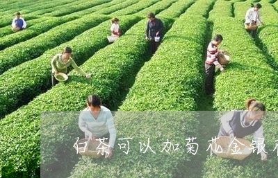 白茶可以加菊花金银花煮吗/2023041161525