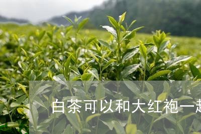 白茶可以和大红袍一起泡吗/2023041420614