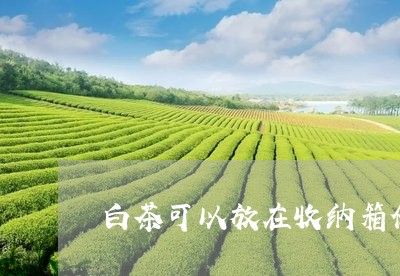 白茶可以放在收纳箱储存吗/2023041025928