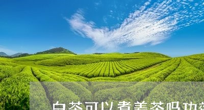 白茶可以煮姜茶吗功效作用/2023041322703