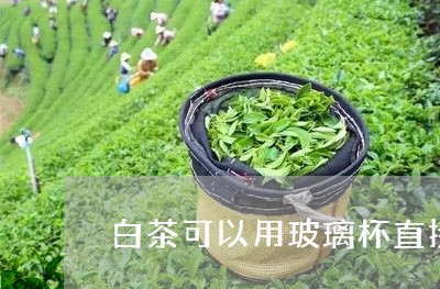 白茶可以用玻璃杯直接泡吗/2023041051795