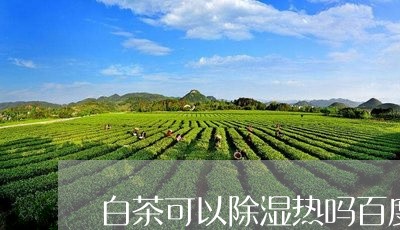 白茶可以除湿热吗百度百科/2023041492835