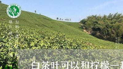 白茶叶可以和柠檬一起泡吗/2023041196949