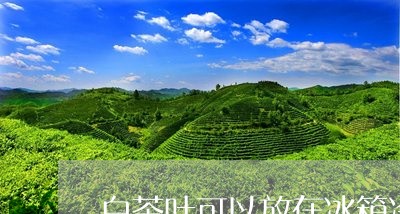 白茶叶可以放在冰箱冷冻吗/2023041162835