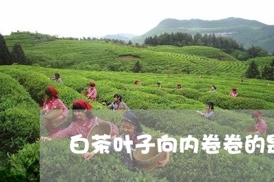 白茶叶子向内卷卷的是啥茶/2023041413714