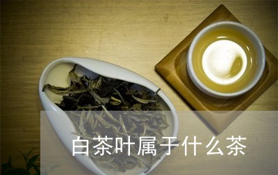 白茶叶属于什么茶/2023031816057