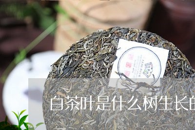 白茶叶是什么树生长的植物/2023041467379