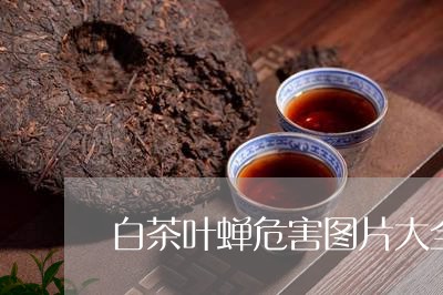 白茶叶蝉危害图片大全高清/2023041126167