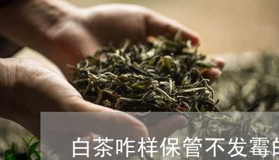 白茶咋样保管不发霉的茶饼/2023041135240