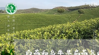 白茶和乌牛早扁茶怎么区分/2023041180795