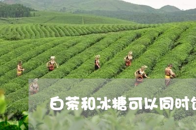 白茶和冰糖可以同时饮用吗/2023041124147