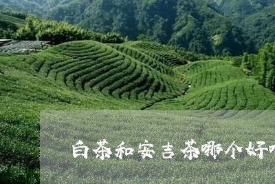 白茶和安吉茶哪个好喝一点/2023041083826