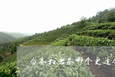 白茶和岩茶哪个更适合瘦人/2023041449395