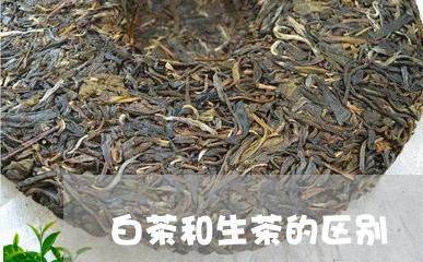 白茶和生茶的区别/2023041333835