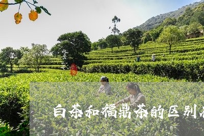 白茶和福鼎茶的区别在哪里/2023041447460