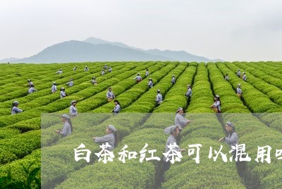 白茶和红茶可以混用吗/2023041393614