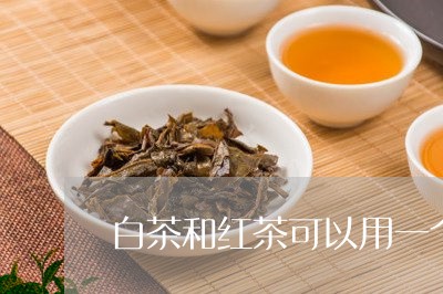 白茶和红茶可以用一个壶吗/2023041348702