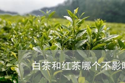 白茶和红茶哪个不影响睡眠/2023041002916