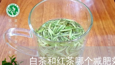 白茶和红茶哪个减肥效果好/2023041045149