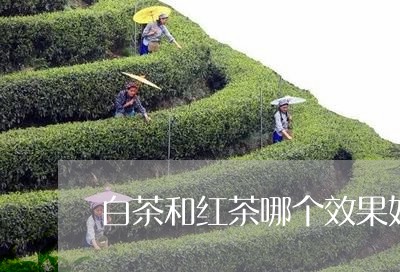 白茶和红茶哪个效果好一些/2023041371727