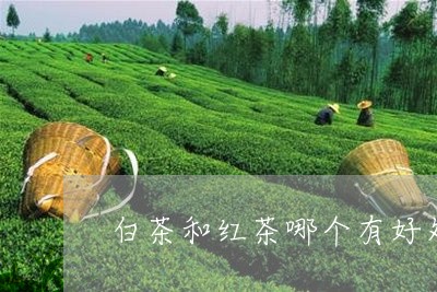 白茶和红茶哪个有好处一些/2023041362747