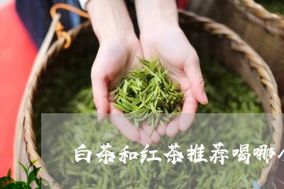 白茶和红茶推荐喝哪个更好/2023041092614