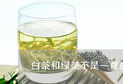 白茶和绿茶不是一样的树吗/2023041403039