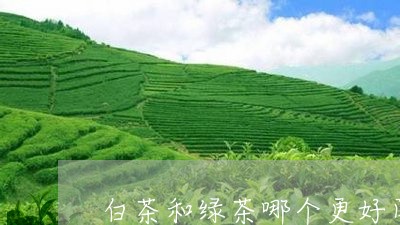 白茶和绿茶哪个更好闻一些/2023041140683