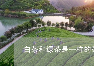 白茶和绿茶是一样的茶树吗/2023041417280