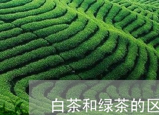 白茶和绿茶的区别图片大全/2023041452846