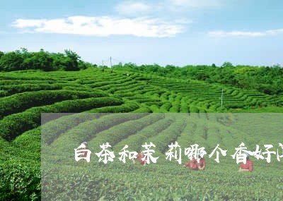 白茶和茉莉哪个香好闻一点/2023041422614