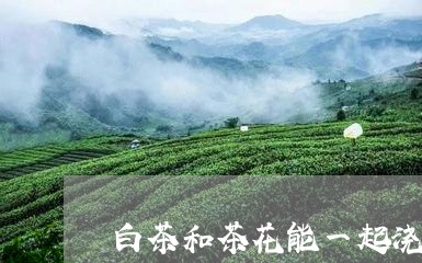 白茶和茶花能一起浇吗叶子/2023041170514