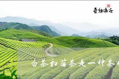 白茶和莓茶是一种茶吗对吗/2023041102936