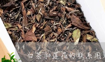 白茶和莲花的联系图片大全/2023041139582