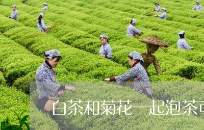 白茶和菊花一起泡茶可以吗/2023041181704