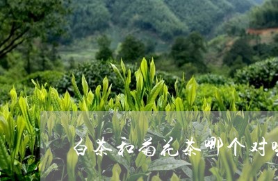 白茶和菊花茶哪个对嗓子好/2023041125150