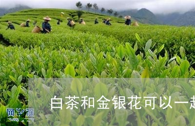 白茶和金银花可以一起泡吗/2023041163734