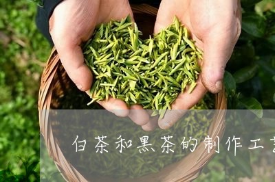 白茶和黑茶的制作工艺区别/2023041157389