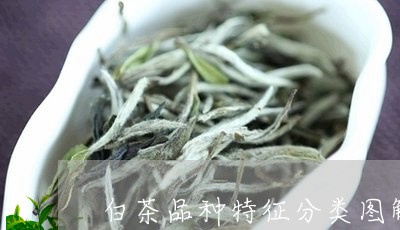 白茶品种特征分类图解视频/2023041194836