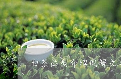 白茶品类介绍图解文字大全/2023041172917