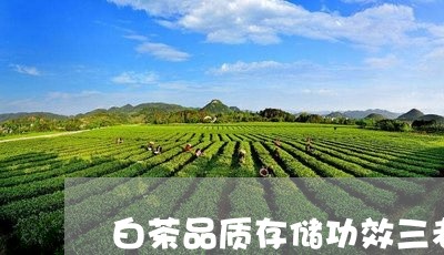 白茶品质存储功效三者关系/2023041129360