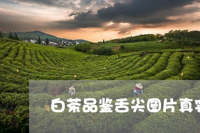 白茶品鉴舌尖图片真实高清/2023041127148