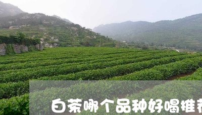 白茶哪个品种好喝推荐茶叶/2023041125038