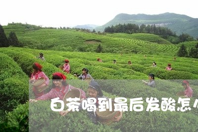 白茶喝到最后发酸怎么回事/2023041029383