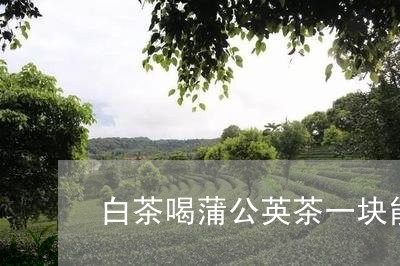 白茶喝蒲公英茶一块能喝吗/2023041004050