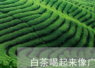 白茶喝起来像广东凉茶味道/2023041096260