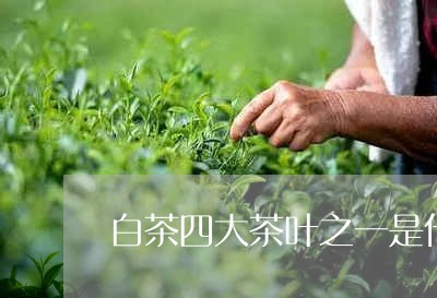 白茶四大茶叶之一是什么茶/2023041035250