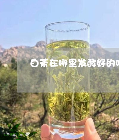 白茶在哪里发酵好的呀视频/2023041070404