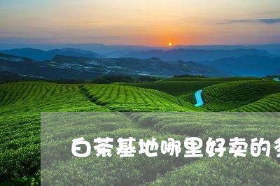 白茶基地哪里好卖的多一些/2023041475037