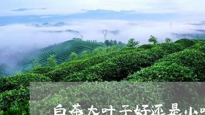 白茶大叶子好还是小叶子好/2023041050593